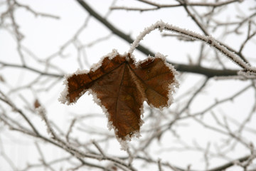 leaves with frost