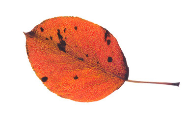 autumn leave on white background