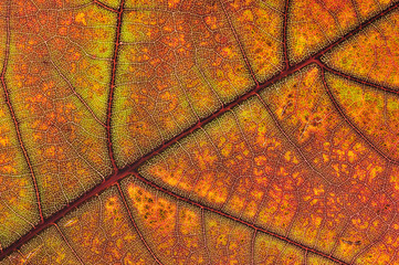 autumn leaf close up