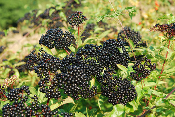 Sambucus ebulus