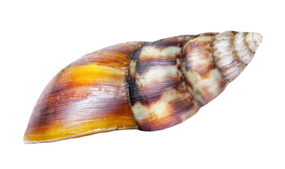 Shell of snail