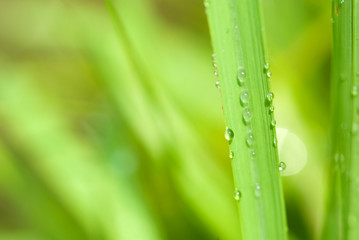 Fototapeta premium Krople wody i zielone liście