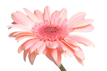 Gerbera isolated