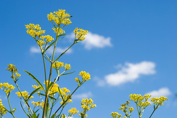 Obraz premium オミナエシの花と空