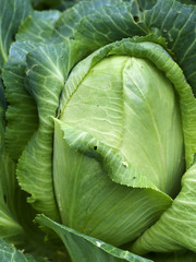 homegrown organic sugarloaf cabbage fresh vegetable - obrazy, fototapety, plakaty