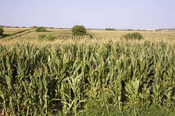 campo coltivato di mais