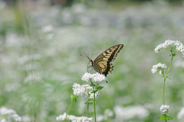 そばの畑のアゲハチョウ