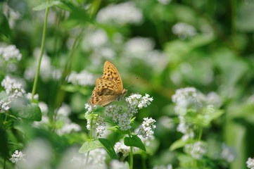 蕎麦畑のタテハチョウ