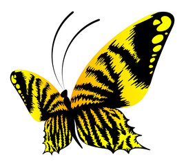 beautiful butterfly for a design