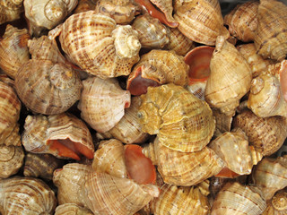 Background with set of seashells