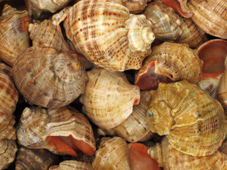 Background with set of seashells