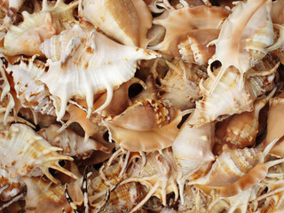 Background with set of seashells