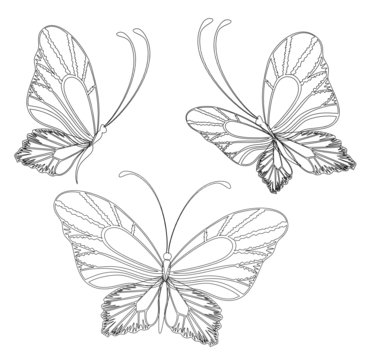 beautiful butterfly for a design