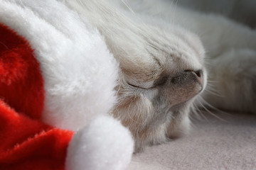 sleeping kitten wearing a santa hat