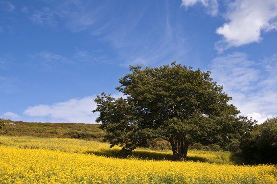 Arbre solitaire dans un champ de fleurs jaunes, culture du colza, paysage rural de campagne au printemps