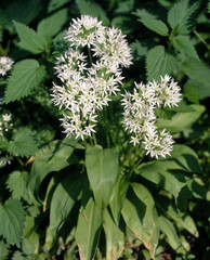 B&auml;rlauch_211594