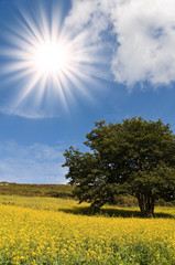 Fototapeta na wymiar Drzewo w łąki żółte kwiaty
