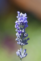 Single lavendar stem