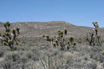 Fototapeta na wymiar Spring Mountains Nevada