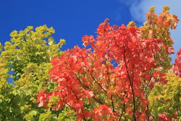 Herbstfarben, Laubwald, blauer Himmel