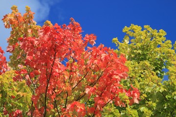 Herbstfarben, Laubwald, blauer Himmel
