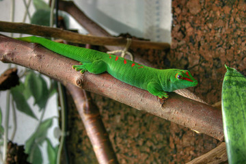 Madagaskar Taggecko