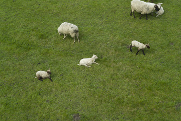 Obraz premium Schafe