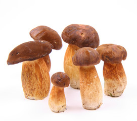 Xerocomus mushrooms of different size on white background - obrazy, fototapety, plakaty