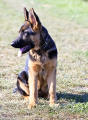 german shepard dog on the nature