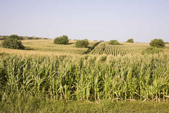 campo coltivato di mais