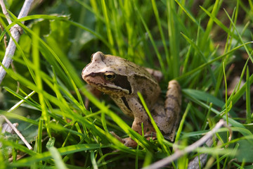 Grasfrosch im Gras