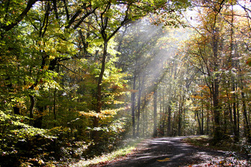 Morning sun rays falling through trees on ground