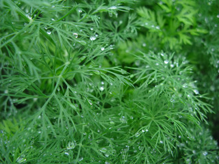 Growing dill with water drops in summer close-up