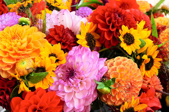 Dahlien, Herbstfarben, Schnittblumen