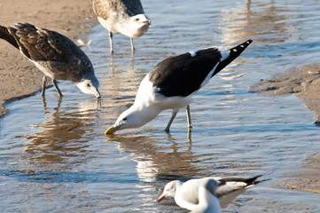 Various seagull species