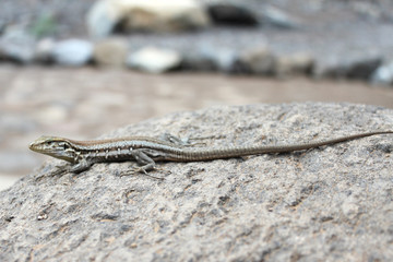 Echse