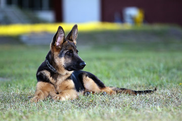 german shepard dog on the nature