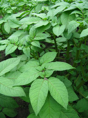 Growing potato in summer close-up