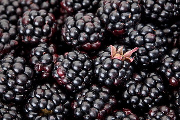 Blackberry berry