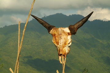 .nagaland