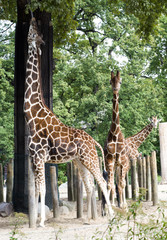 Giraffes