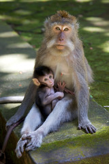 Long-tailed Macaque