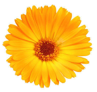 One orange flower of calendula
