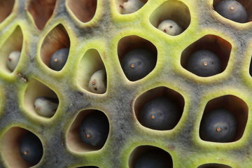 蓮花托 (東京・上野不忍池)