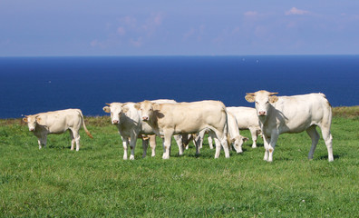 Fototapeta na wymiar Les vaches
