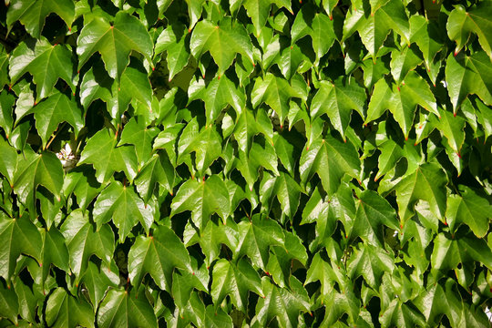 Ivy leaves