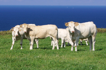 Obraz premium Les vaches (2)