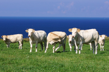 Les vaches (3)