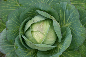 Obraz premium cabbage