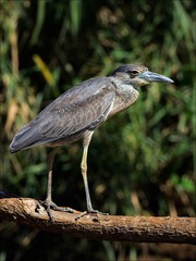 Night Heron.